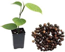 High-Yielding Black Pepper Plants